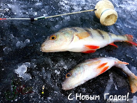 Изображение 1 : Новый рыболовный год открыт